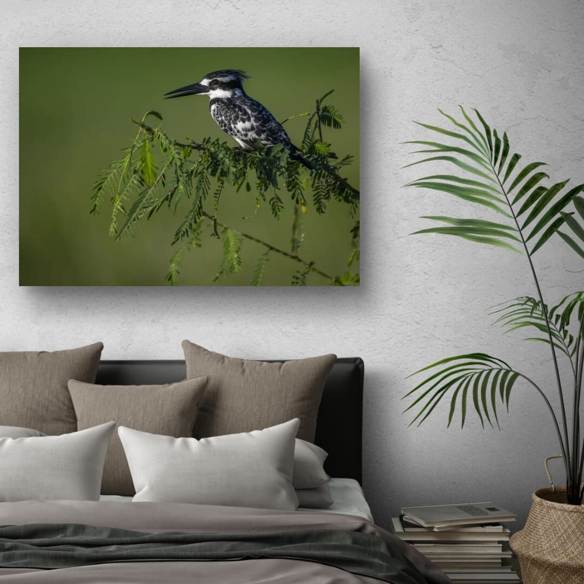 Pied Kingfisher Focus