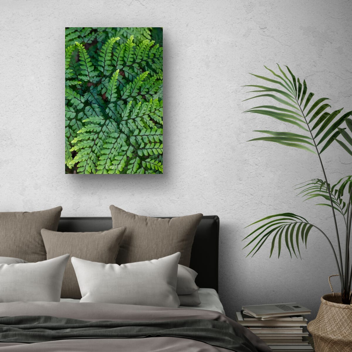 Carnarvon Ferns