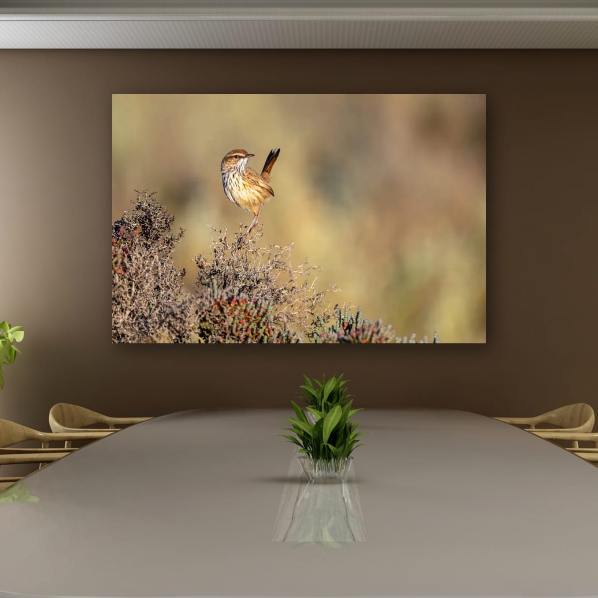 Lookout. Rufous Fieldwren