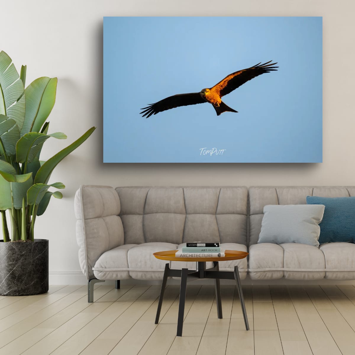 In the Gaze of the Black Kite