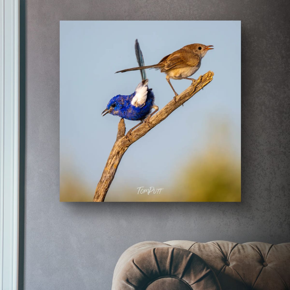 Crossed Tails. White-Winged Fairy Wren