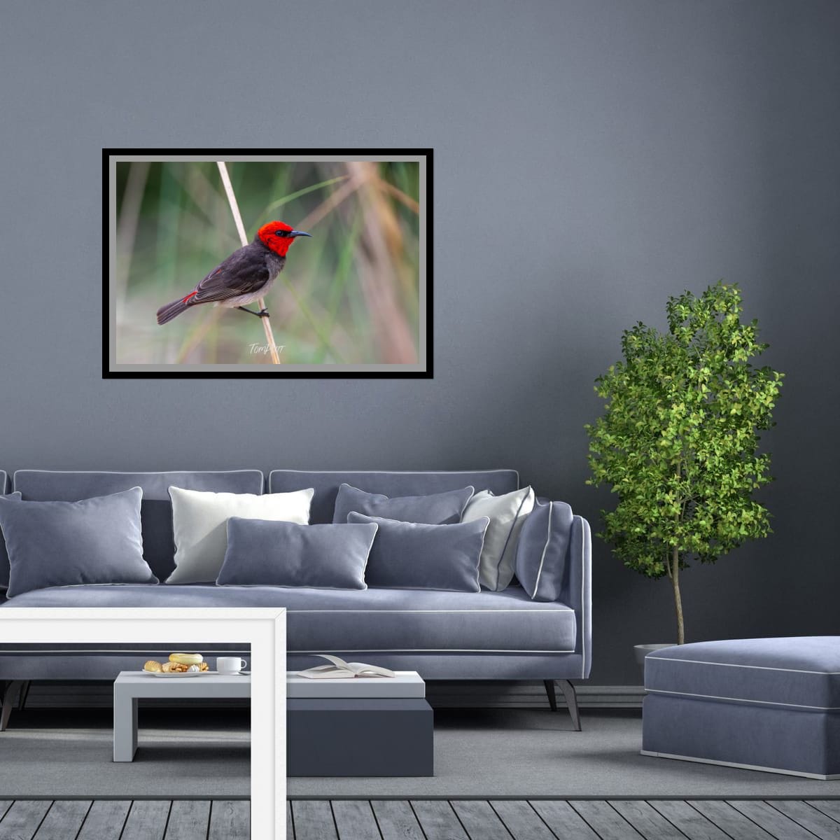Tightrope Walker. Red-Headed Honeyeater