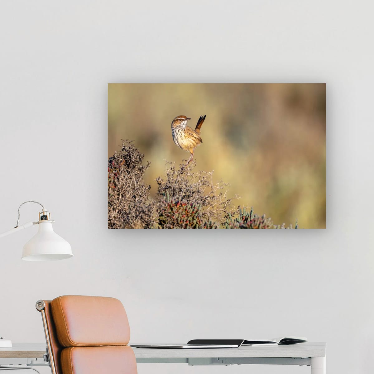 Lookout. Rufous Fieldwren