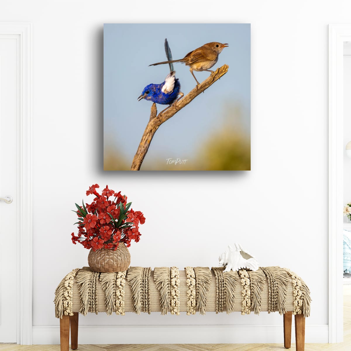 Crossed Tails. White-Winged Fairy Wren