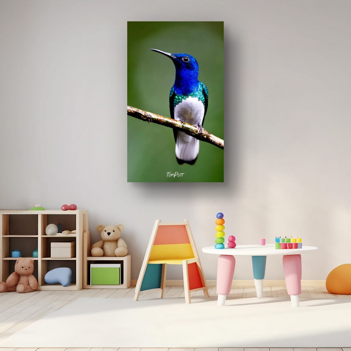 White-necked Jacobin, Costa Rica