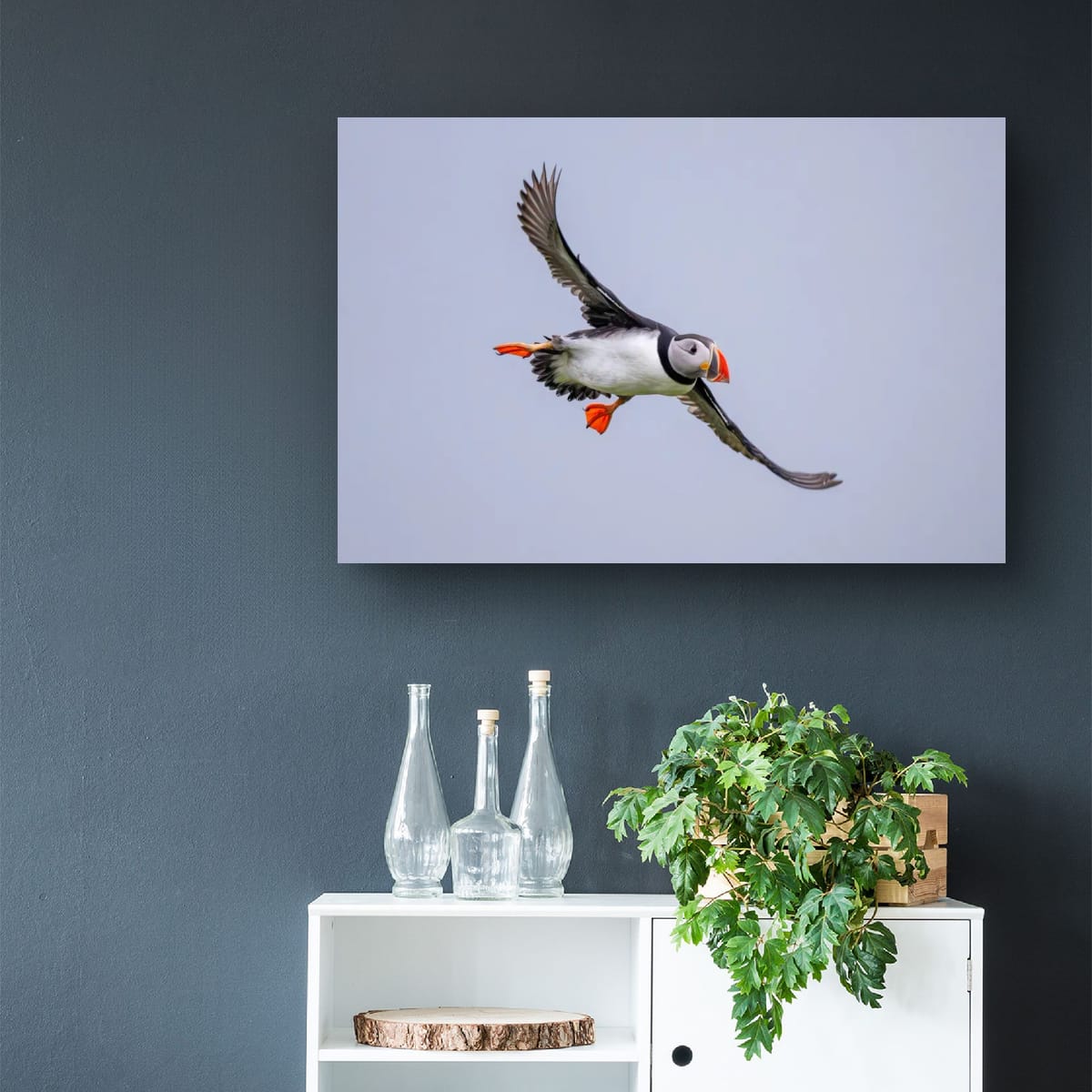 Soaring. Atlantic Puffin