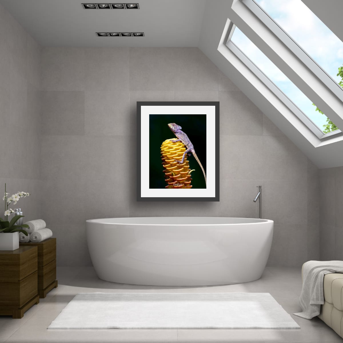 Helmeted Lizard, Costa Rica