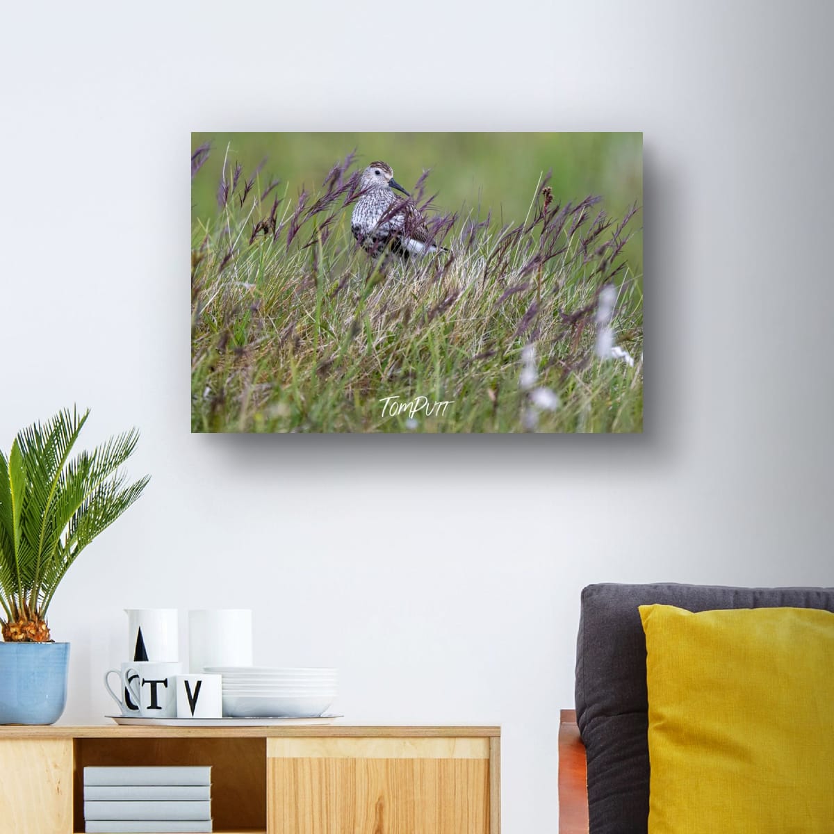 Watchful Dunlin