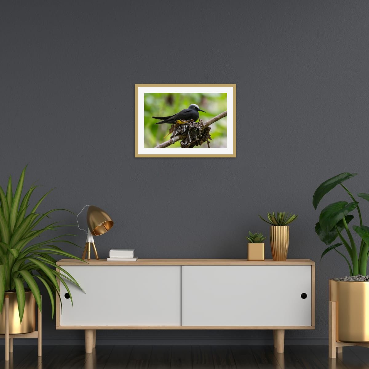 Heron Island Nesting: Black Noddy