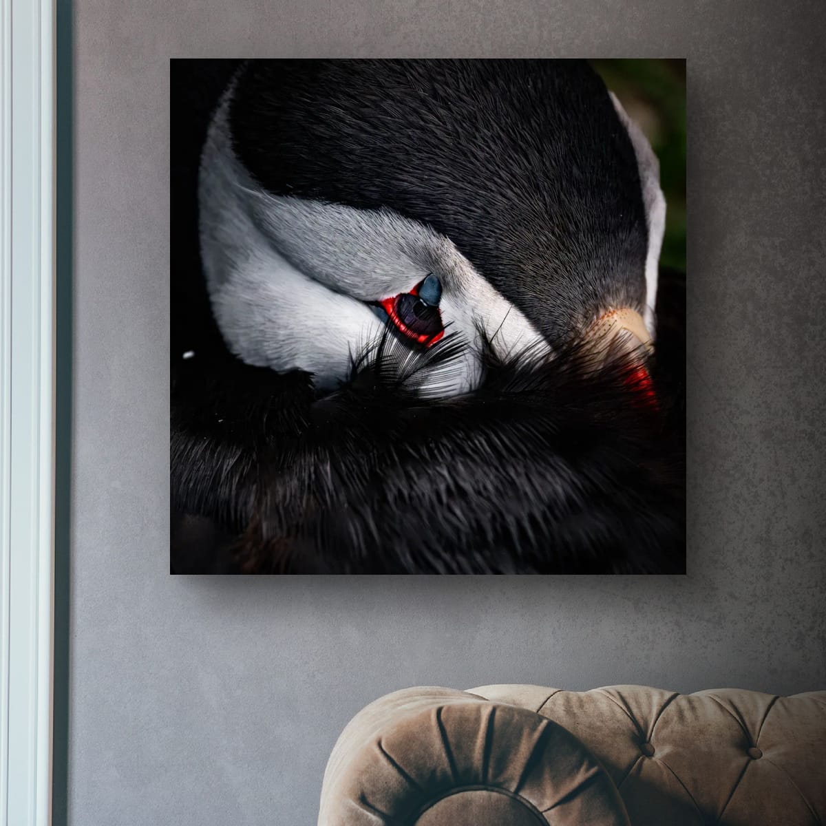 Quiet Gaze. Atlantic Puffin
