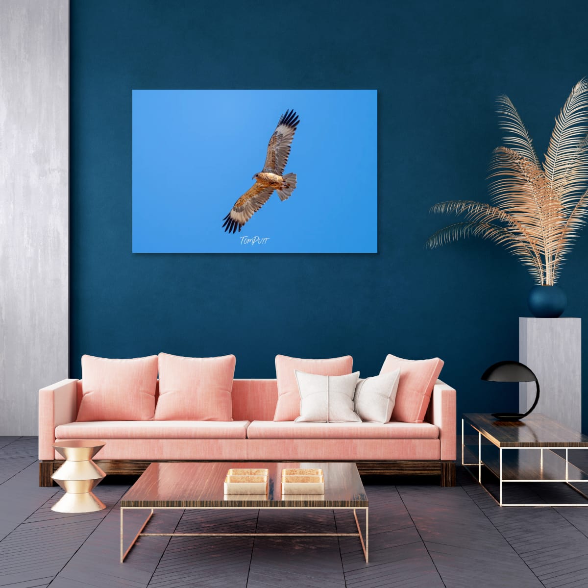 Soaring. Black-Breasted Buzzard