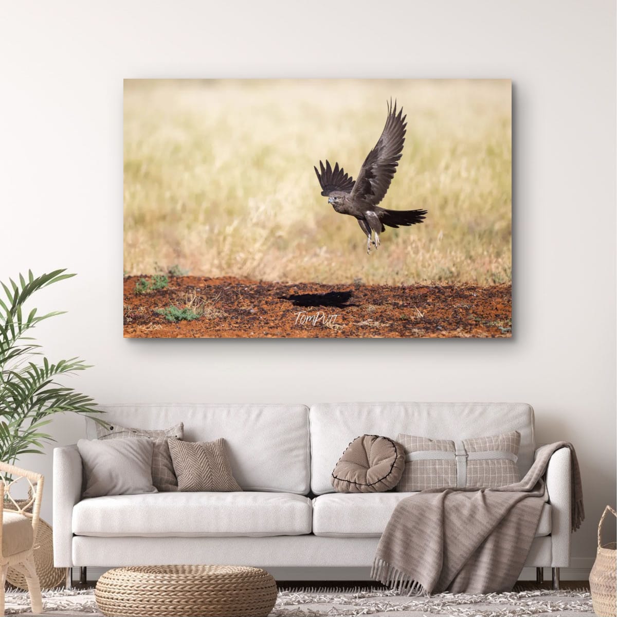 Black Falcon in Flight