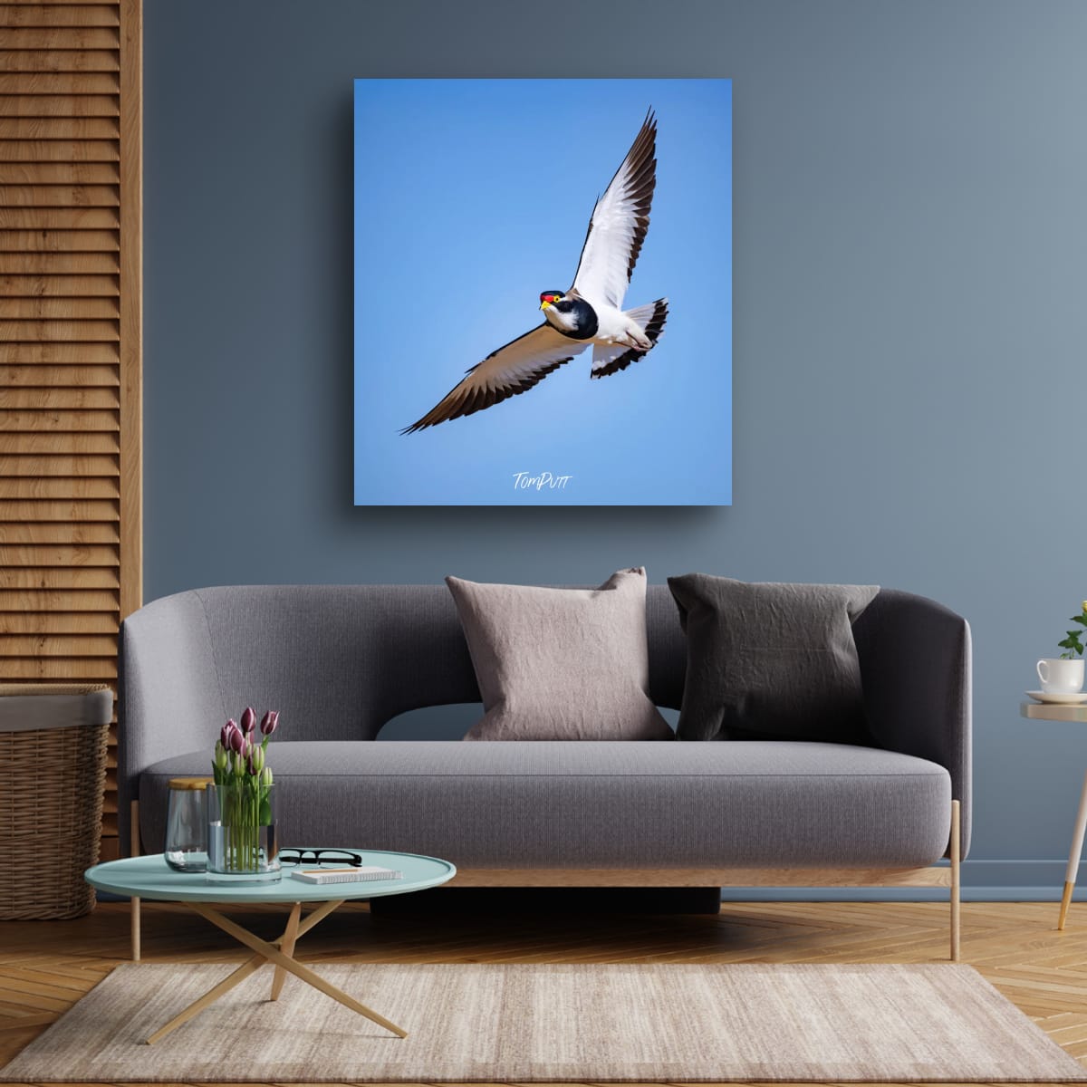 Banded Lapwing in Flight