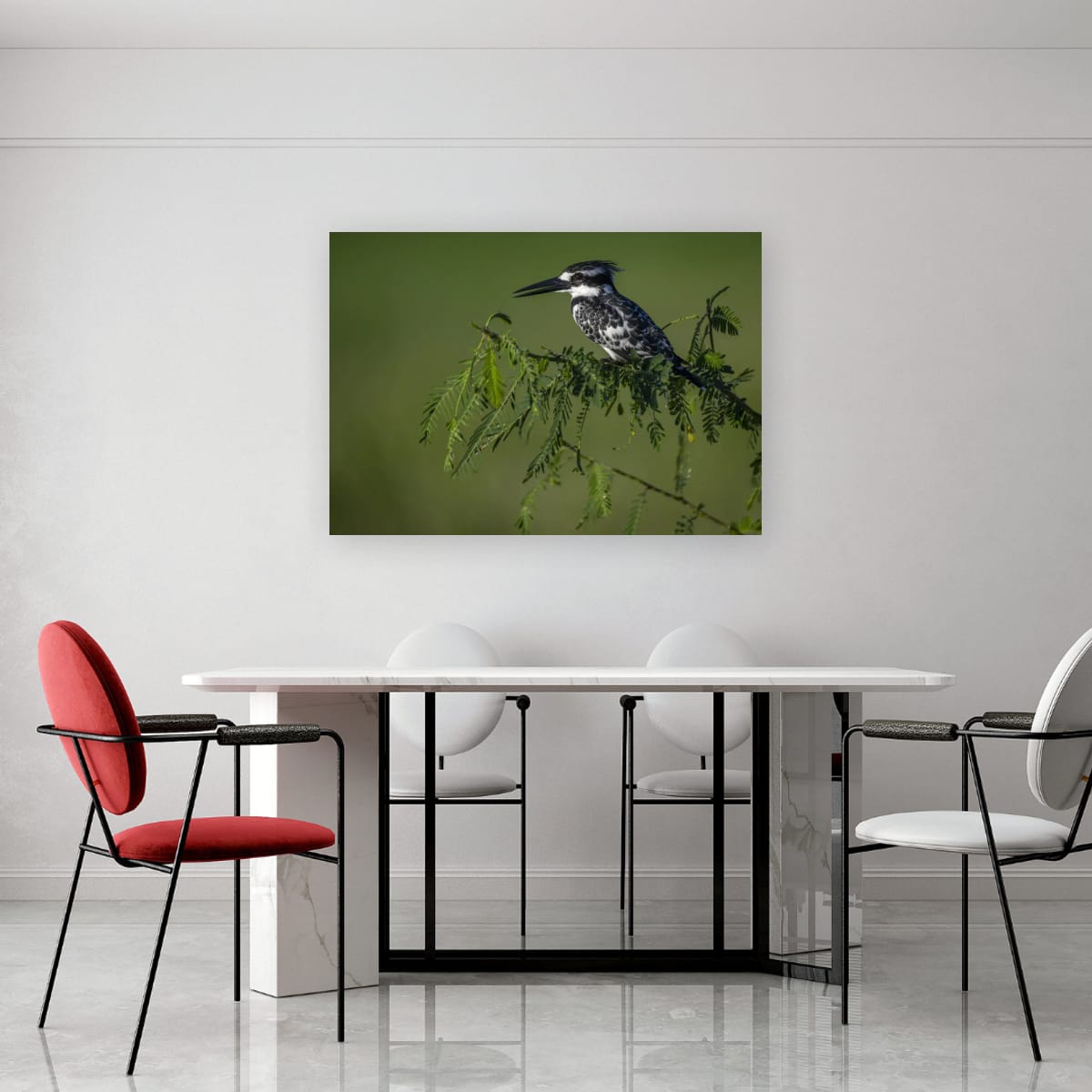 Pied Kingfisher Focus
