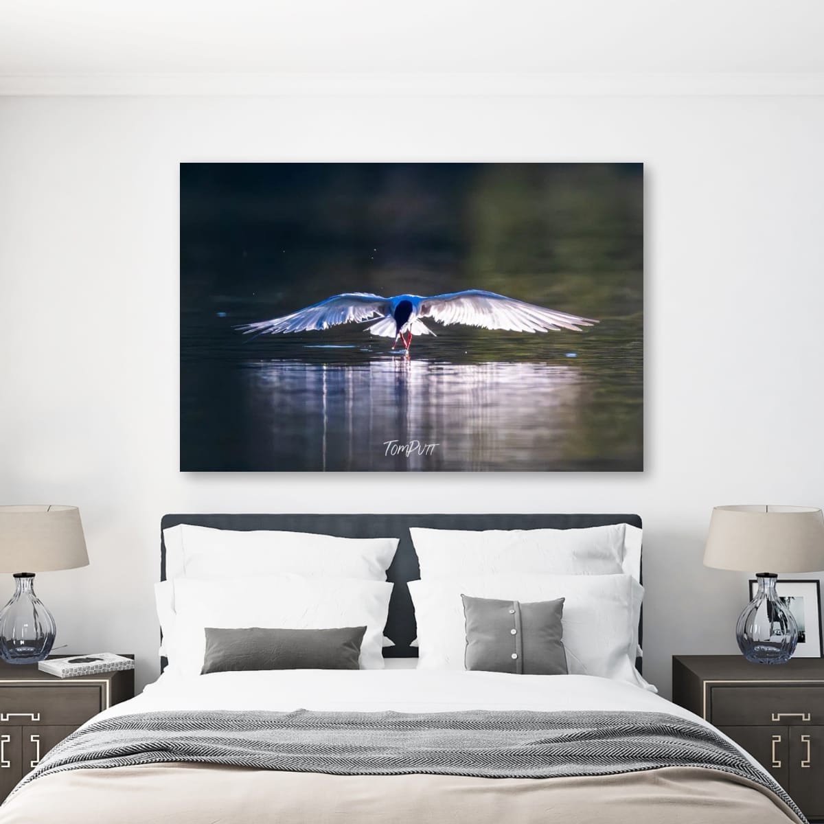 Wings on the Water. Whiskered Tern
