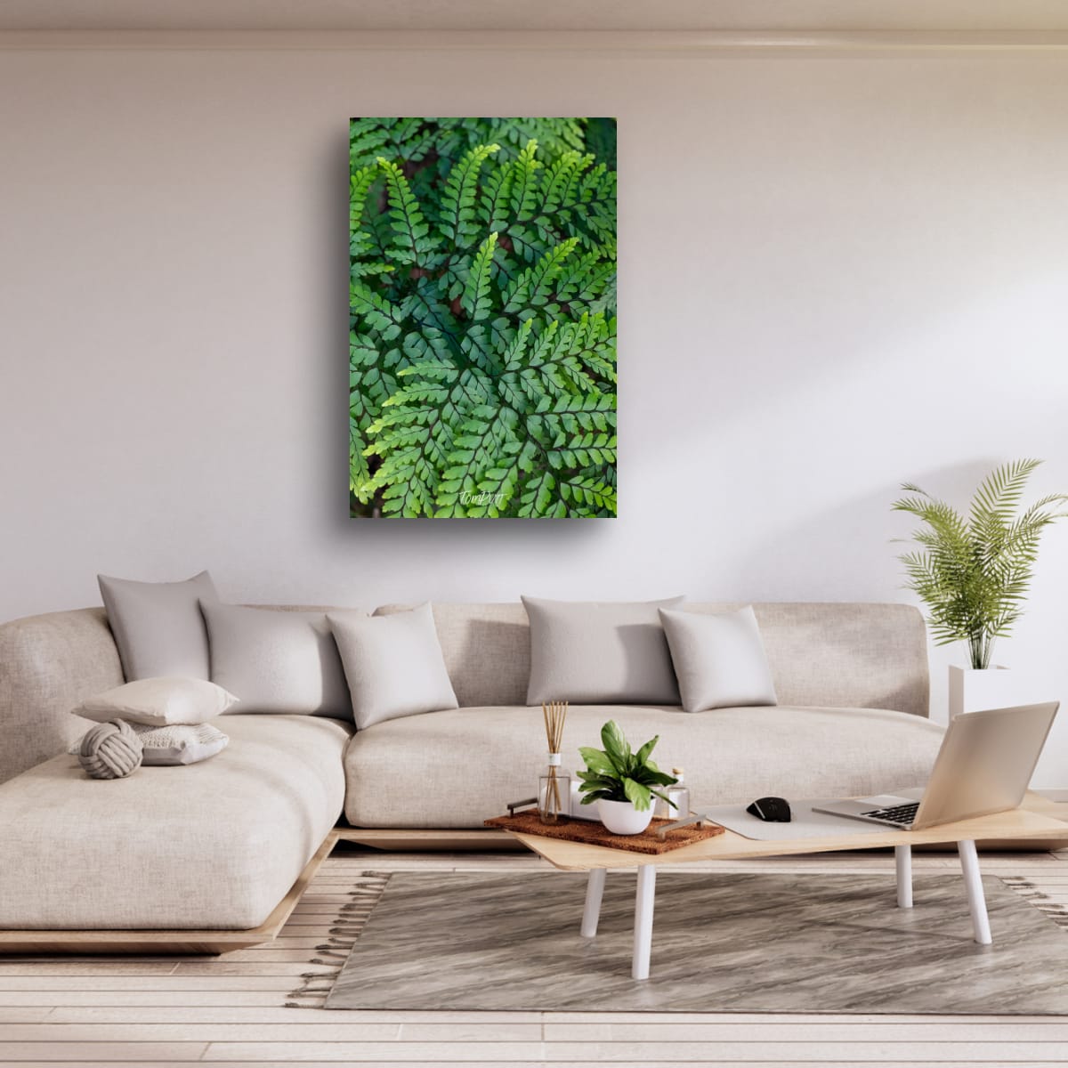 Carnarvon Ferns