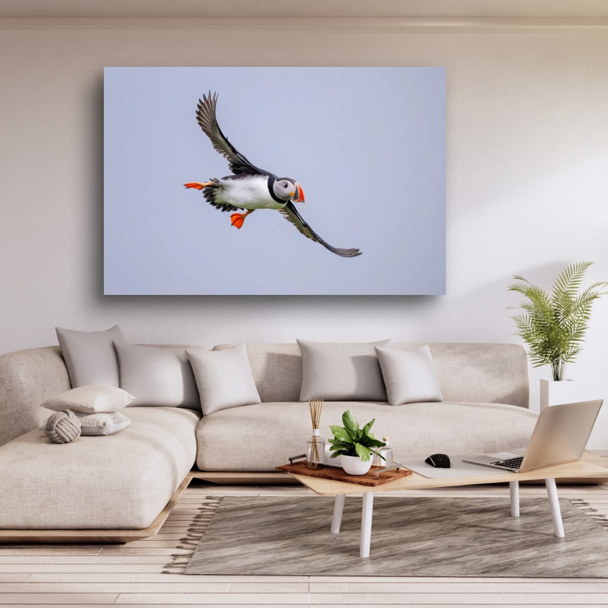 Soaring. Atlantic Puffin
