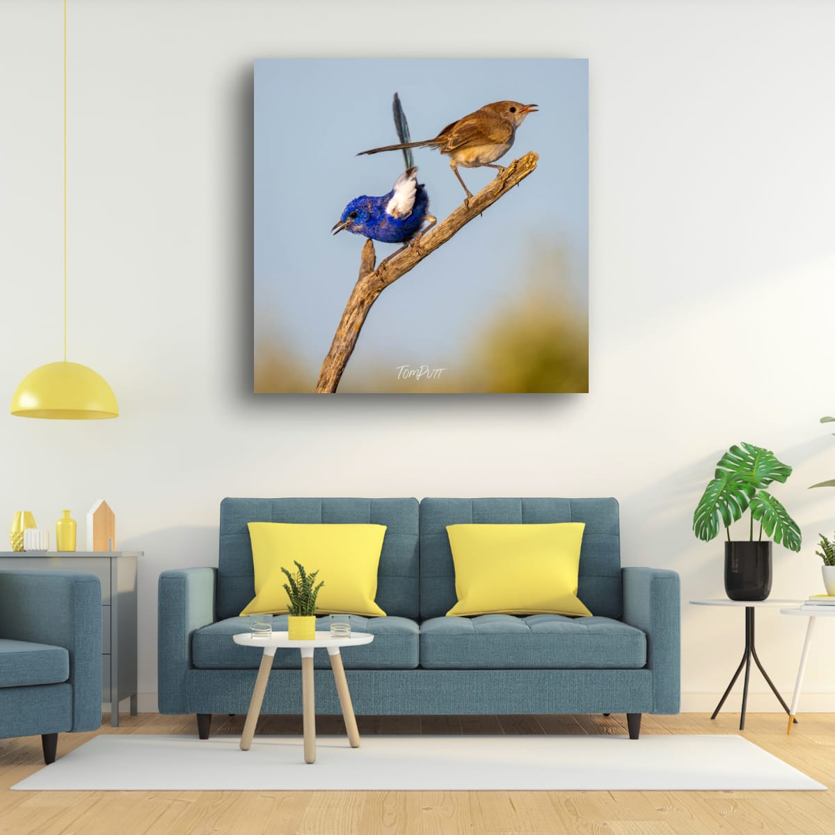 Crossed Tails. White-Winged Fairy Wren