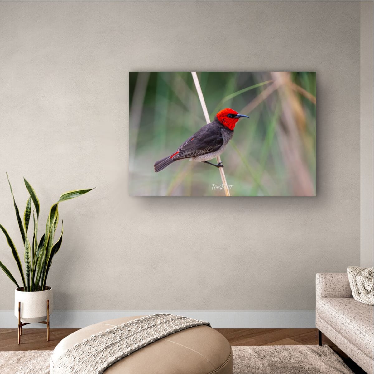 Tightrope Walker. Red-Headed Honeyeater