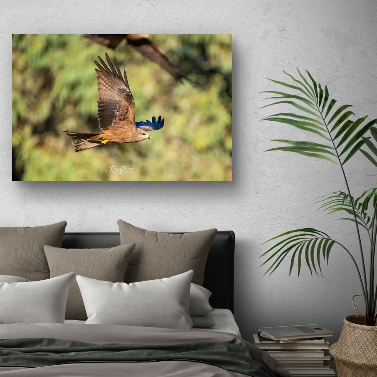 Black Kite Passing By