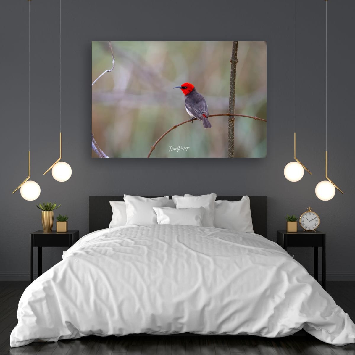 Intensity. Red-Headed Honeyeater
