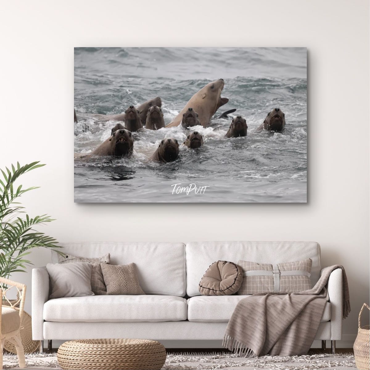 Divided Attention: Sea Lions