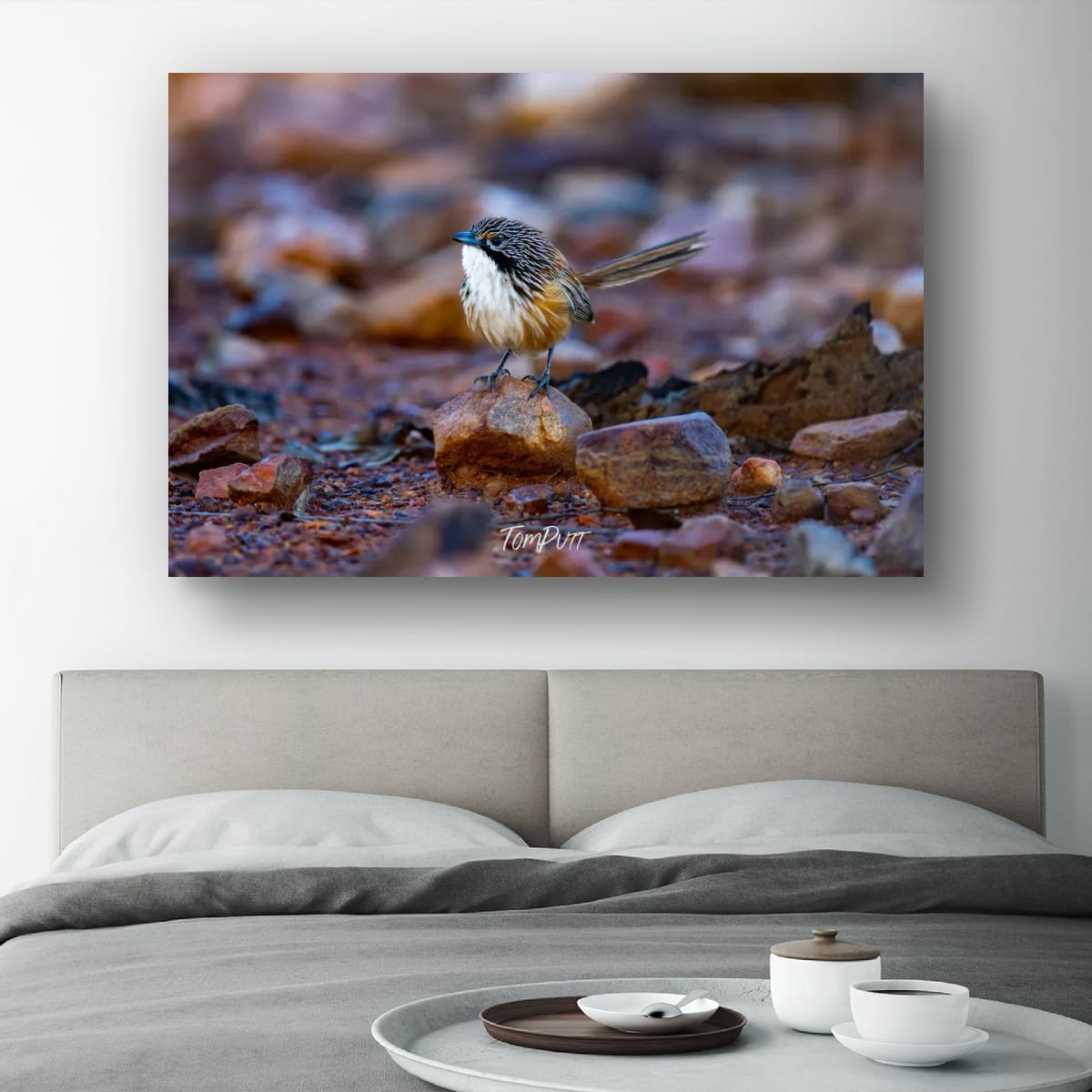 Carpentarian Grasswren on the Rocks