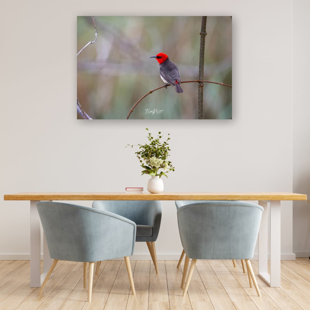 Intensity. Red-Headed Honeyeater