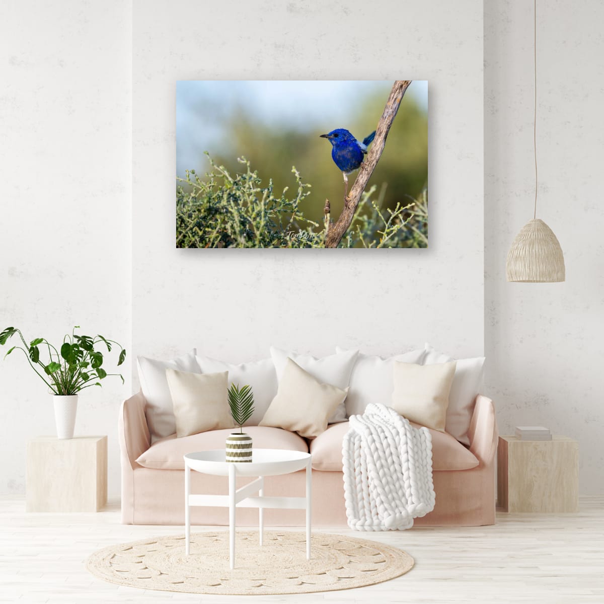 Cobalt Perch. White-Winged Fairy Wren