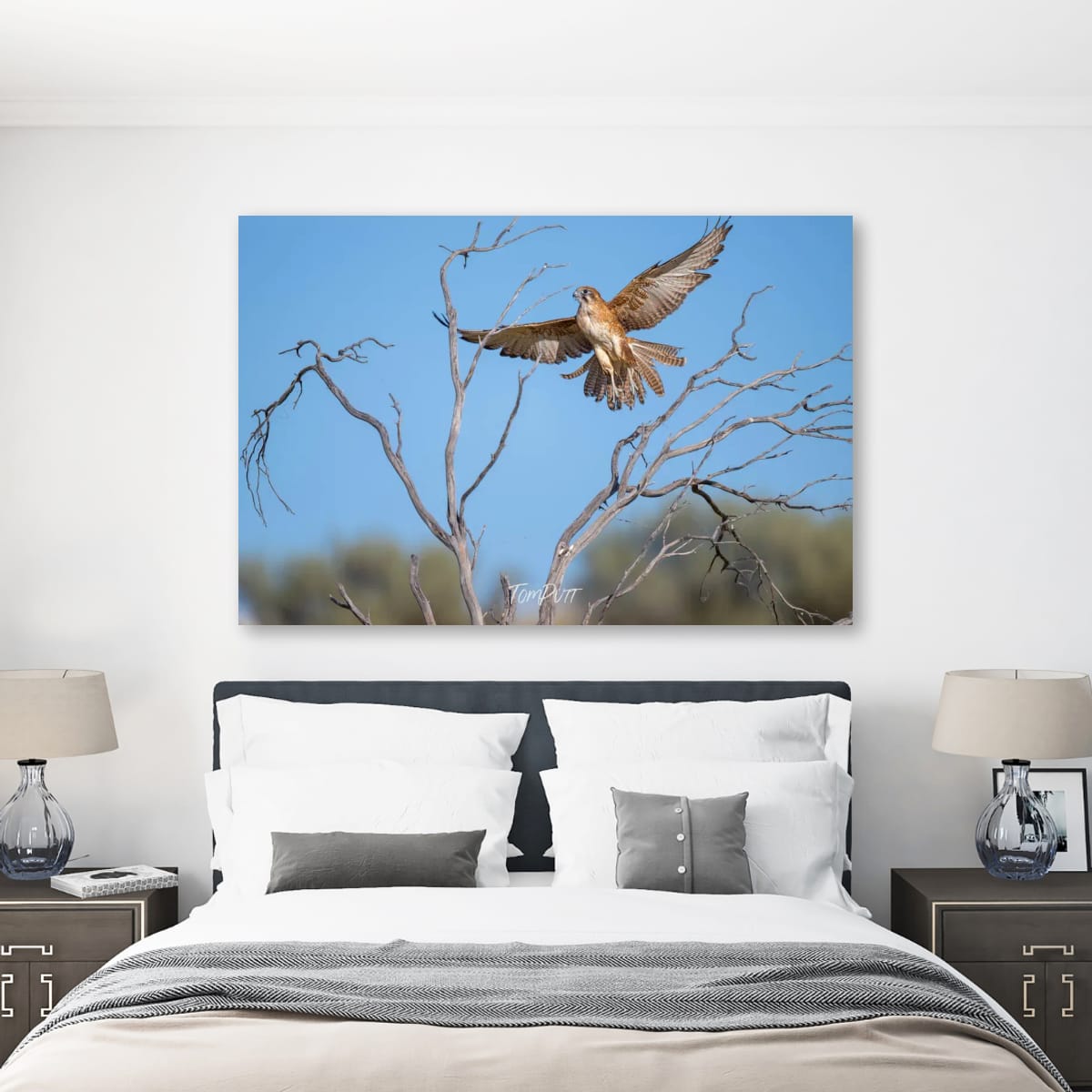 Landing Now. Brown Falcon
