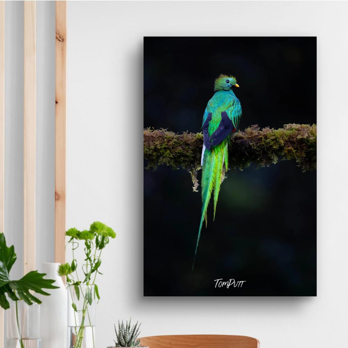 Resplendent Quetzal #3, Costa Rica