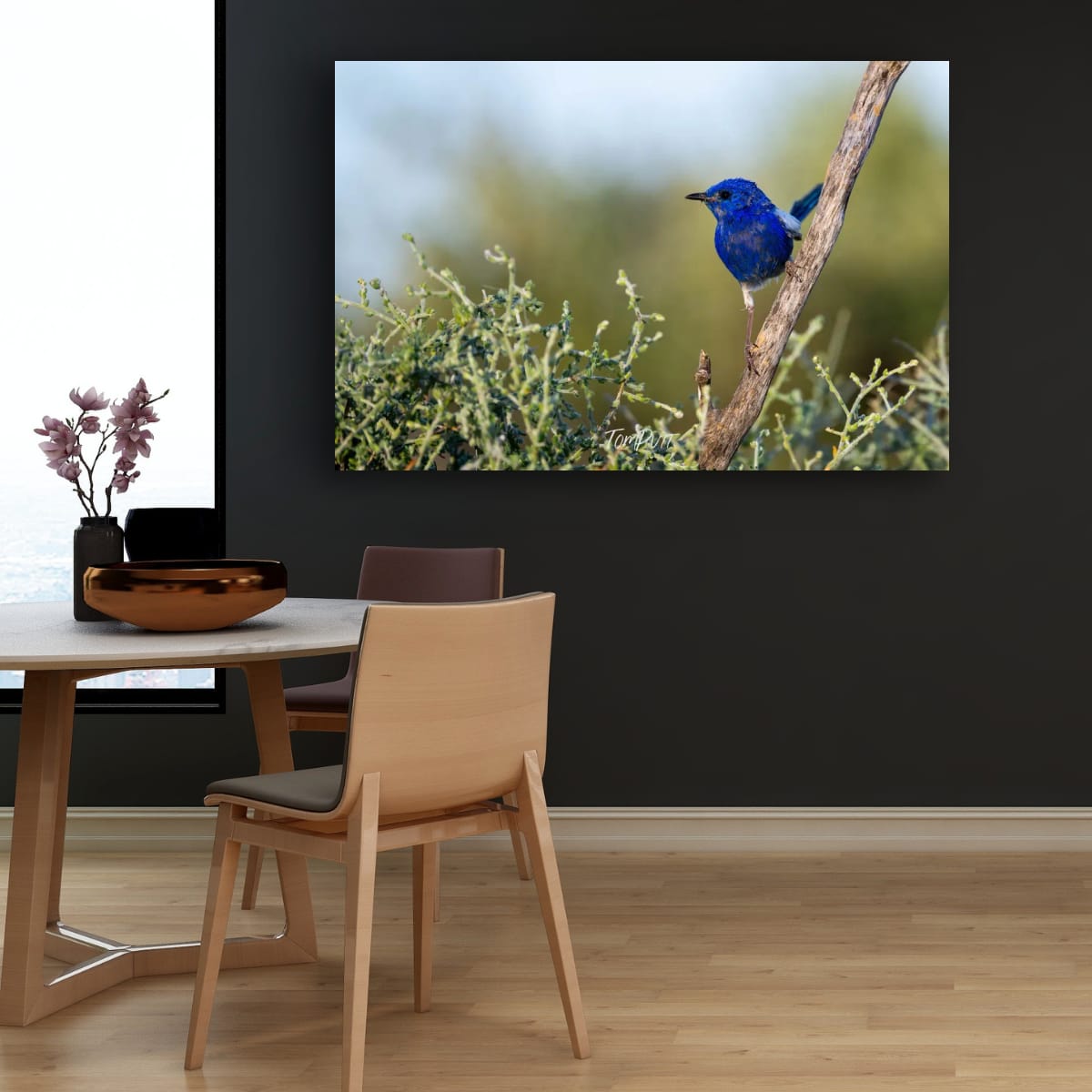 Cobalt Perch. White-Winged Fairy Wren