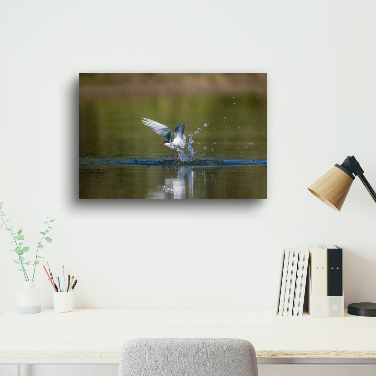 Lifting Off. Whiskered Tern