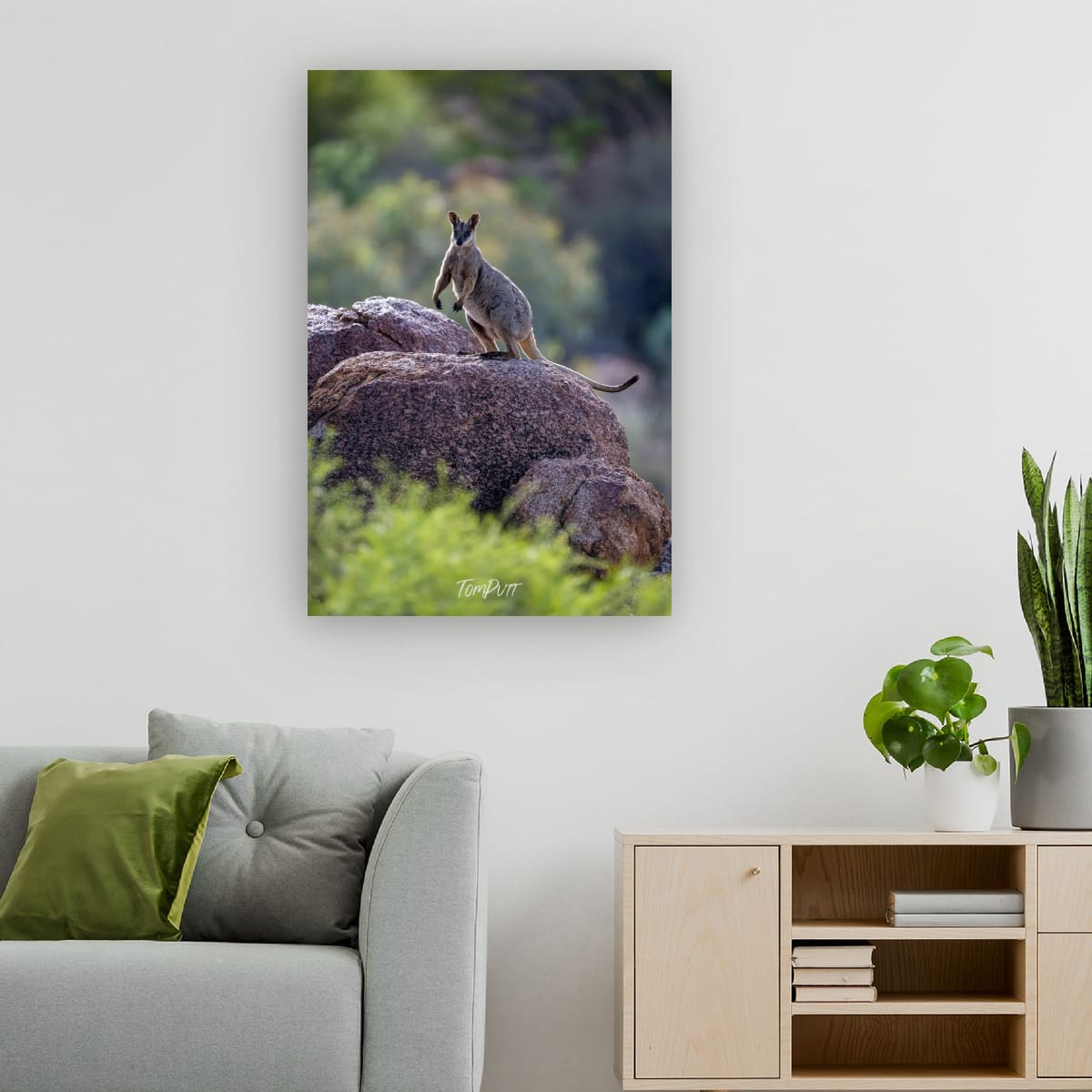 Sentinel. Purple-Necked Rock Wallaby