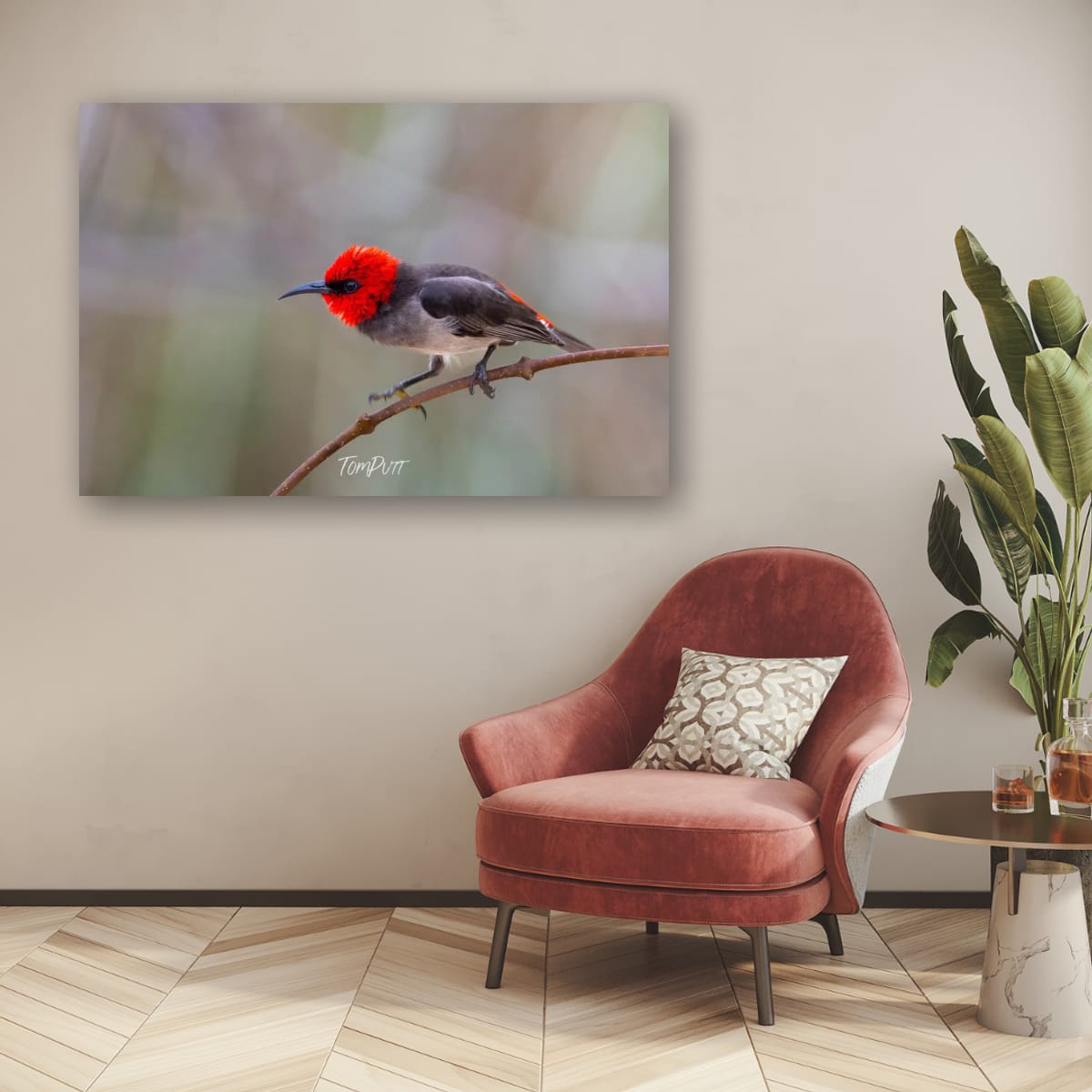 Ready to Stike. Red-Headed Honeyeater