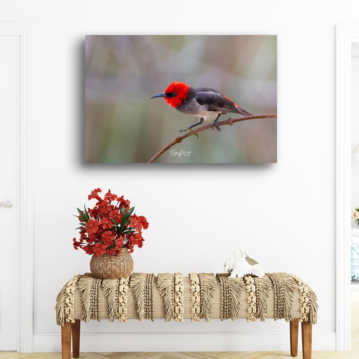 Ready to Stike. Red-Headed Honeyeater