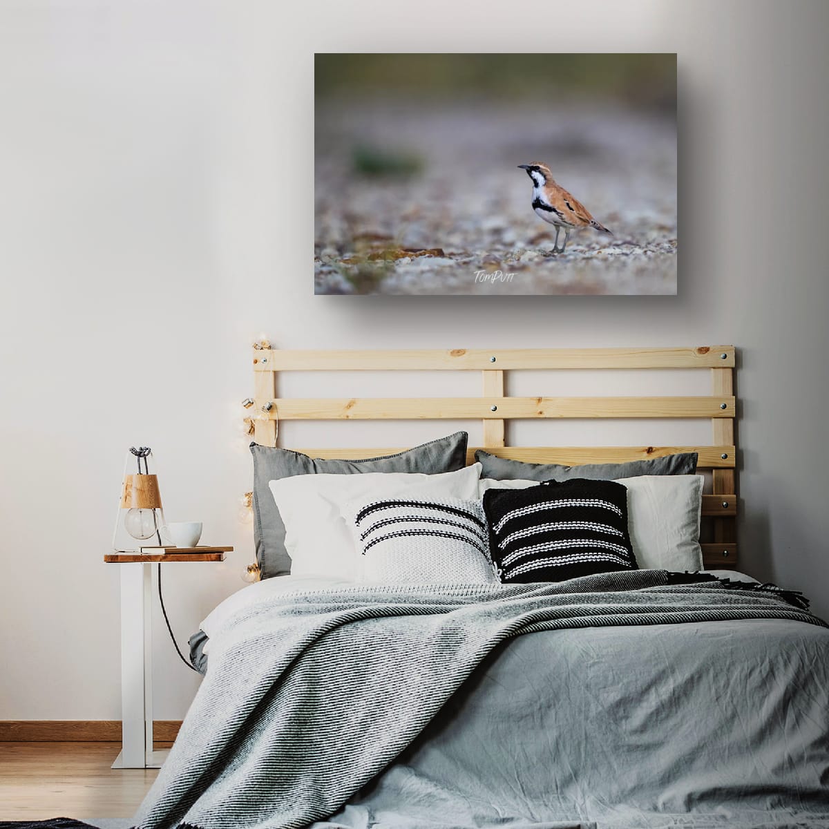 Watching. Cinnamon Quail-Thrush
