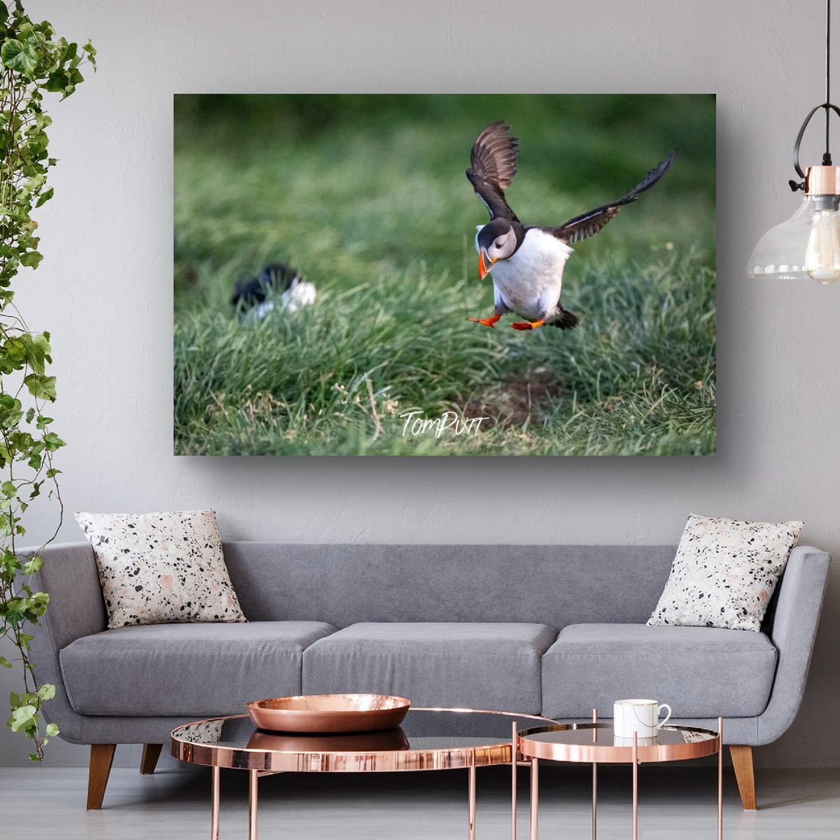 The Landing. Atlantic Puffin