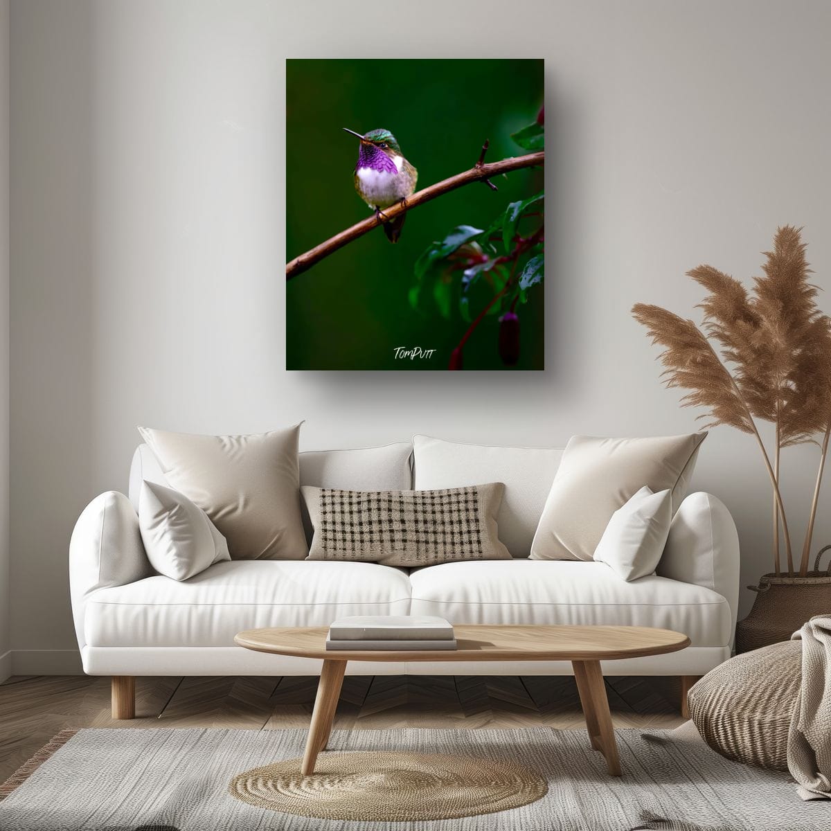 Purple-throated Mountain-gem (male), Costa Rica