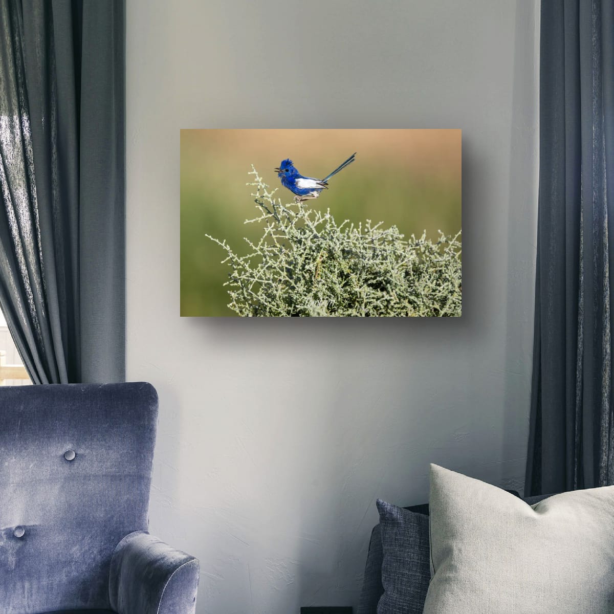 White-Winged Fairy Wren in Song