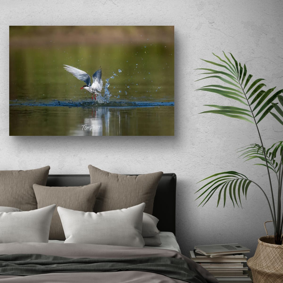 Lifting Off. Whiskered Tern