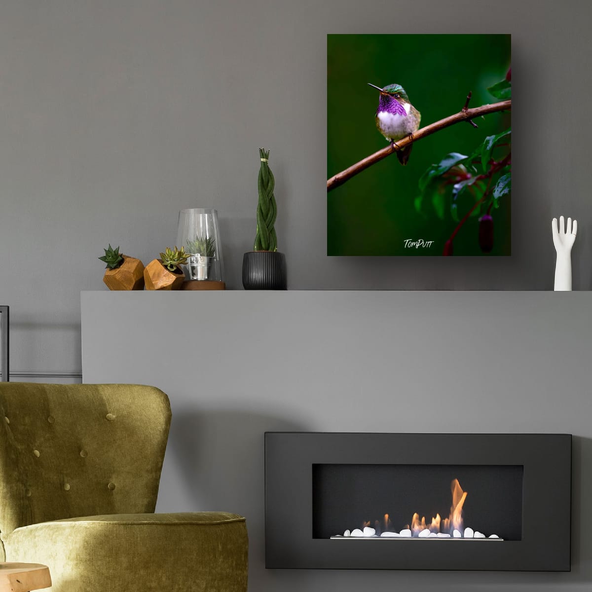 Purple-throated Mountain-gem (male), Costa Rica