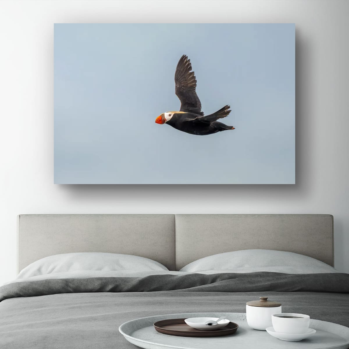 Blue Sky Flight: Tufted Puffin