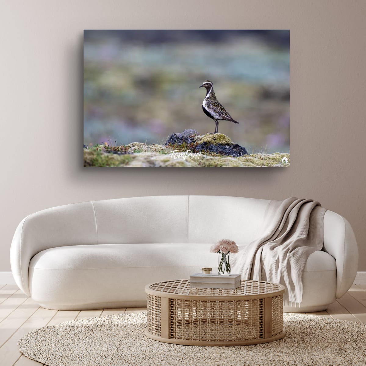 Solitude. Golden Plover