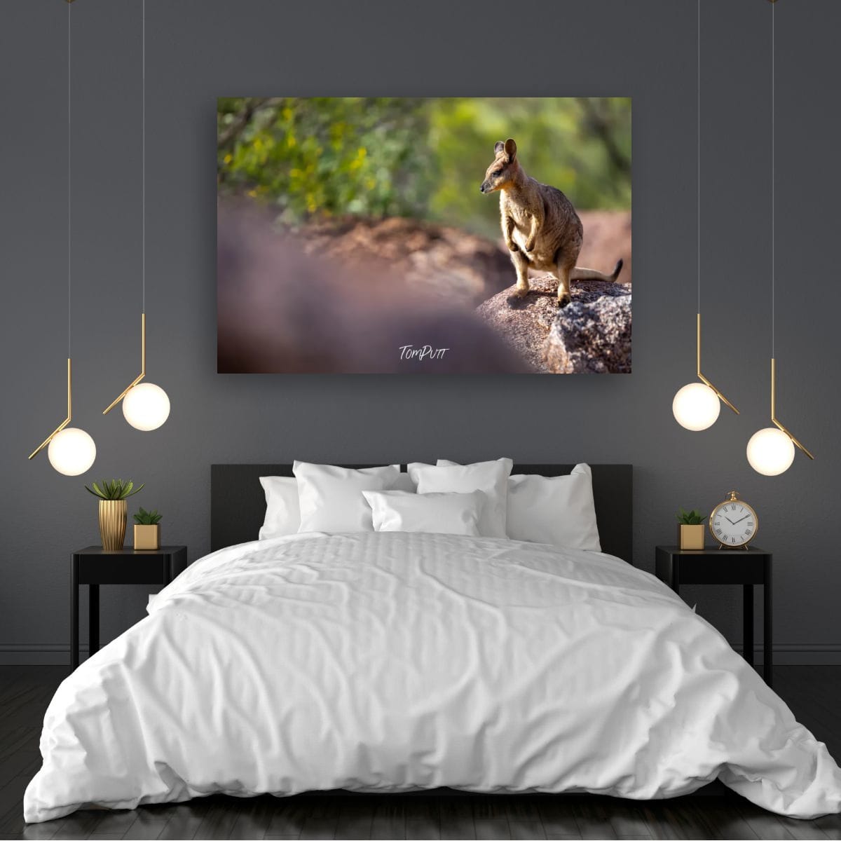 At Rest. Purple-Necked Rock Wallaby