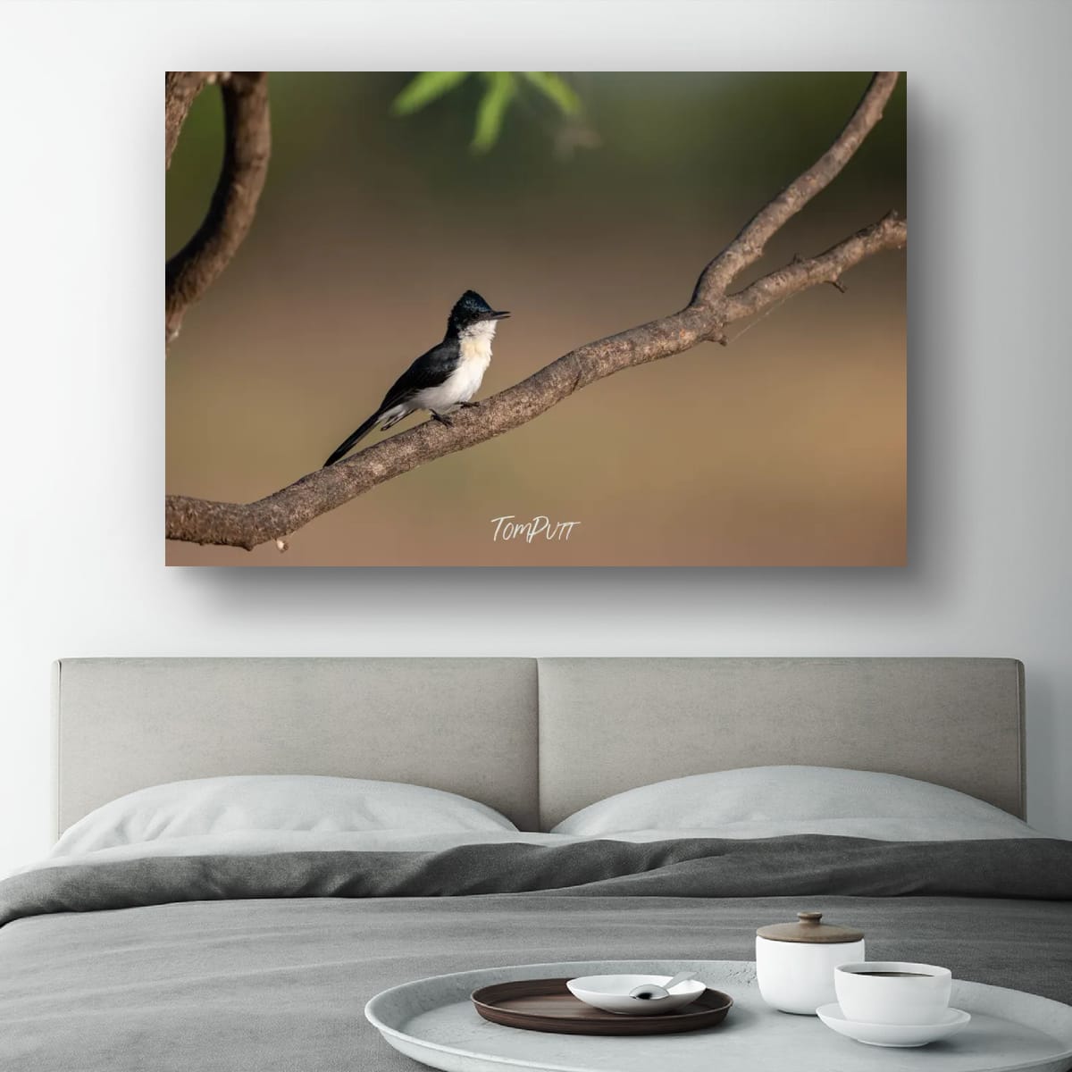 Call of the Paperbark Flycatcher