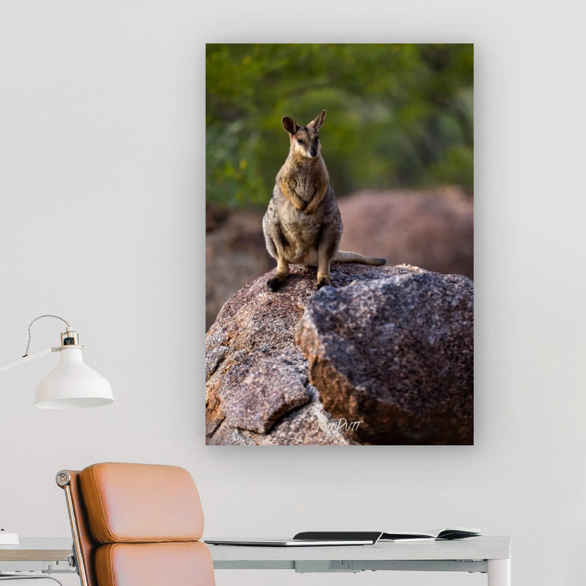 The Boss. Purple-Necked Rock Wallaby