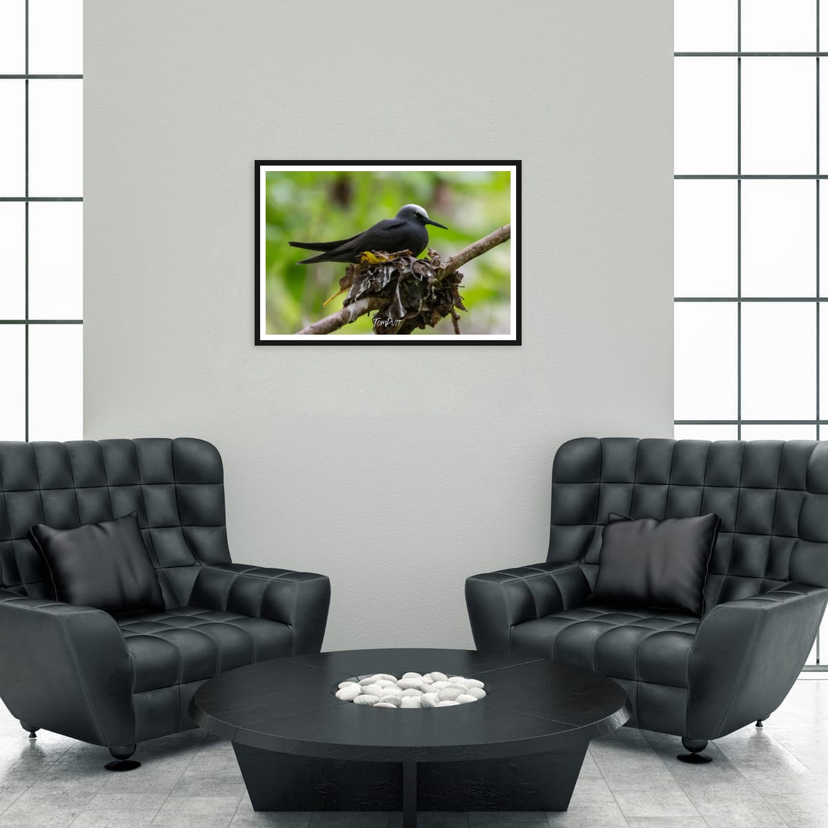 Heron Island Nesting: Black Noddy