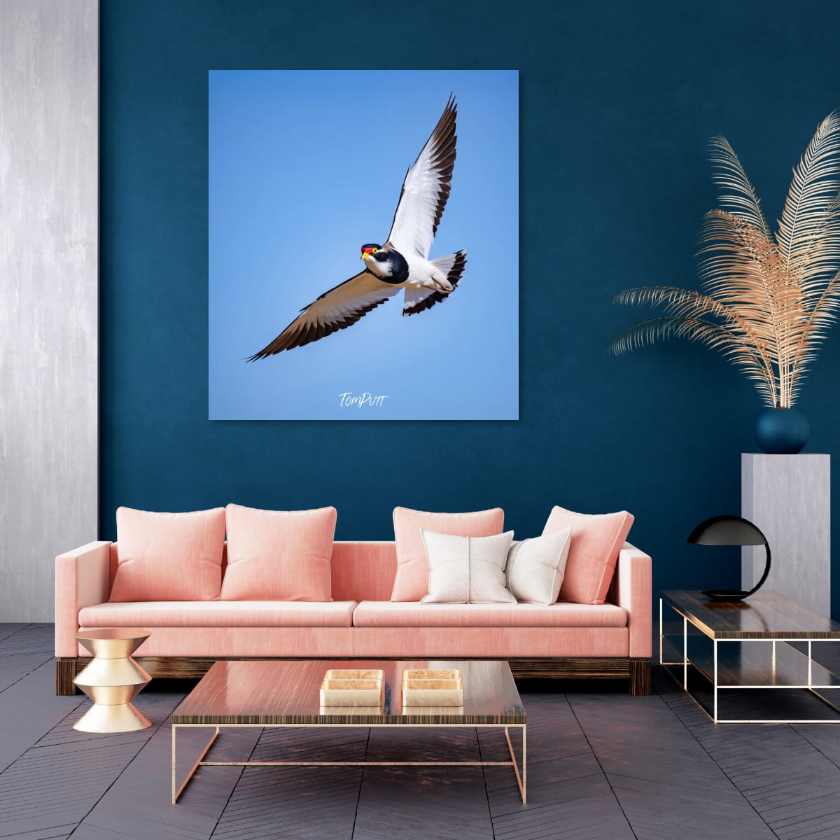 Banded Lapwing in Flight