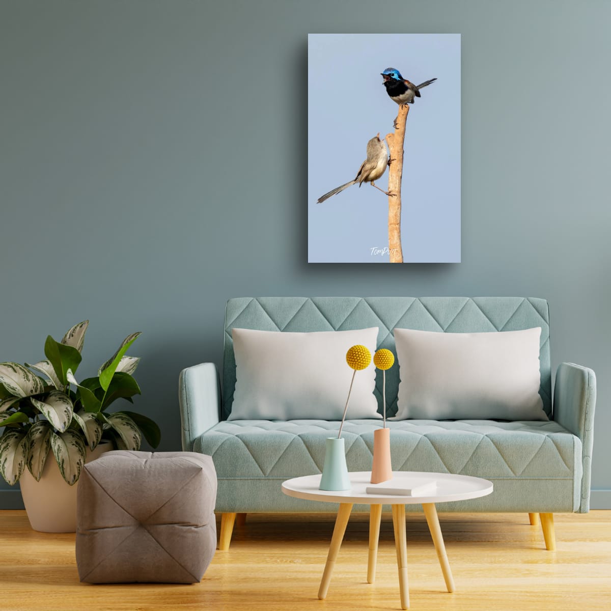 Purple-Backed Fairy Wren Duet